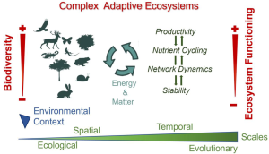 Functions of Biodiversity