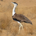 Great Indian Bustard: Threats and Protection