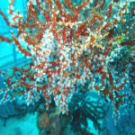 Worst coral die-off recorded at Australia’s Great Barrief Reef