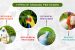 Types of Chemical Pesticides