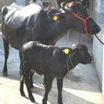 Sach-Gaurav: India's first cloned Assamese buffalo born