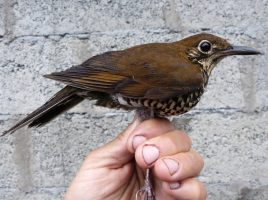 New bird species named Himalayan Forest Thrush discovered in India