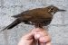 New bird species named Himalayan Forest Thrush discovered in India