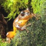 Four new horned frogs discovered in Northeast Himalayas
