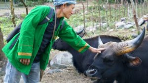 Economics of Animal Rearing: Mithun