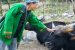 Economics of Animal Rearing: Mithun