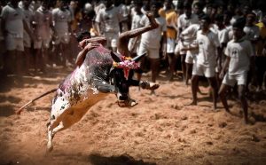 Jallikattu versus Animal Cruelty