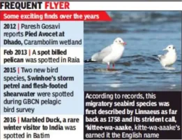 Rare Falcated Duck sighted in Goa