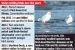 Rare Falcated Duck sighted in Goa