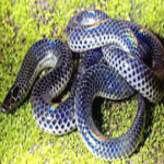 New snake species named Melanophidium Khairei discovered in Western Ghats