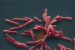 Melioidosis