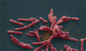 Melioidosis