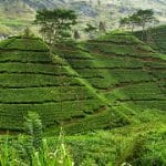 Mizoram Government, JICA ink MoU for promoting Sustainable Agriculture