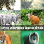 More than 50 animal species critically endangered in India: Government