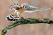 India inks Raptor MoU to save birds of prey