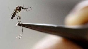 Indian scientists develop Herbal Medicine for Dengue