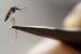 Indian scientists develop Herbal Medicine for Dengue