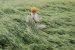 Punjab Assembly passes Agriculture Indebtedness Bill, 2016
