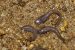 Sand-eating Micrixalus herrei tadpoles species found in Western Ghats