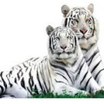 World’s first White Tiger Safari opens in Madhya Pradesh