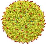 Researchers reveal first 3D map of Zika virus structure