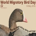 10 May 2016: World Migratory Bird Day