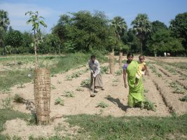 Integrated Rural Development Programme (IRDP)