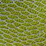 CSIR scientists develop artificial leaf create hydrogen fuel from sunlight, water