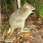 Australian Great Barrier Reef rodent: first mammal species wiped out by human-induced climate change