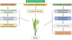 Biofortification / BHU-35