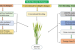 Biofortification / BHU-35