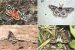 ZSI to record climate change impact on animals in five Himalayan states
