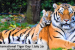 29 July: International Tiger Day