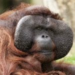 IUCN declares Bornean orangutan critically endangered