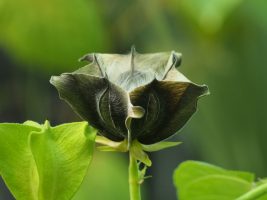 Abroma