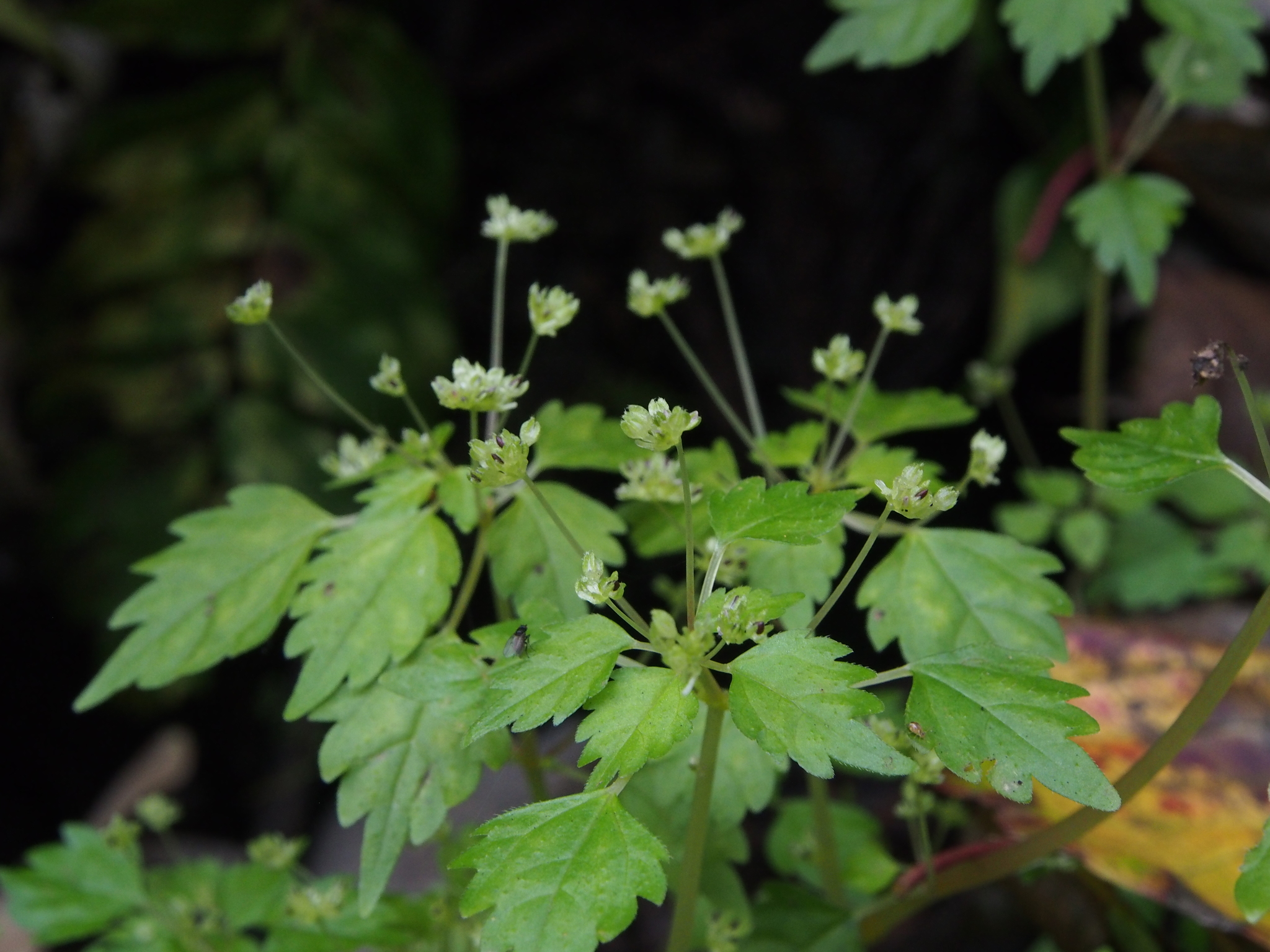 Achudemia Myriantha