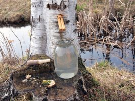 Birch Sap