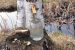 Birch Sap