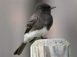 Black Phoebe