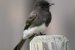 Black Phoebe
