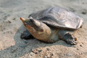 Black Softshell Turtle