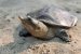 Black Softshell Turtle