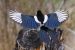 Blackbilled Magpie