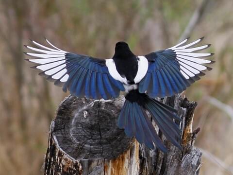 Blackbilled Magpie