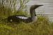 Blackthroated Loon