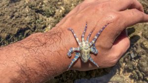 Blueringed Octopus