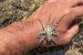 Blueringed Octopus