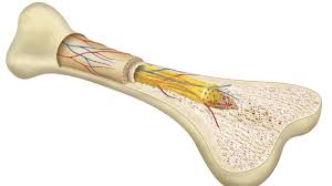 Bone Marrow