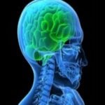 For the first time scientists predict brain activity patterns