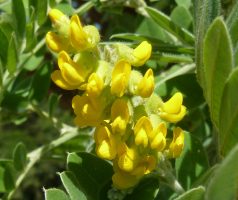 Calpurnia Plant